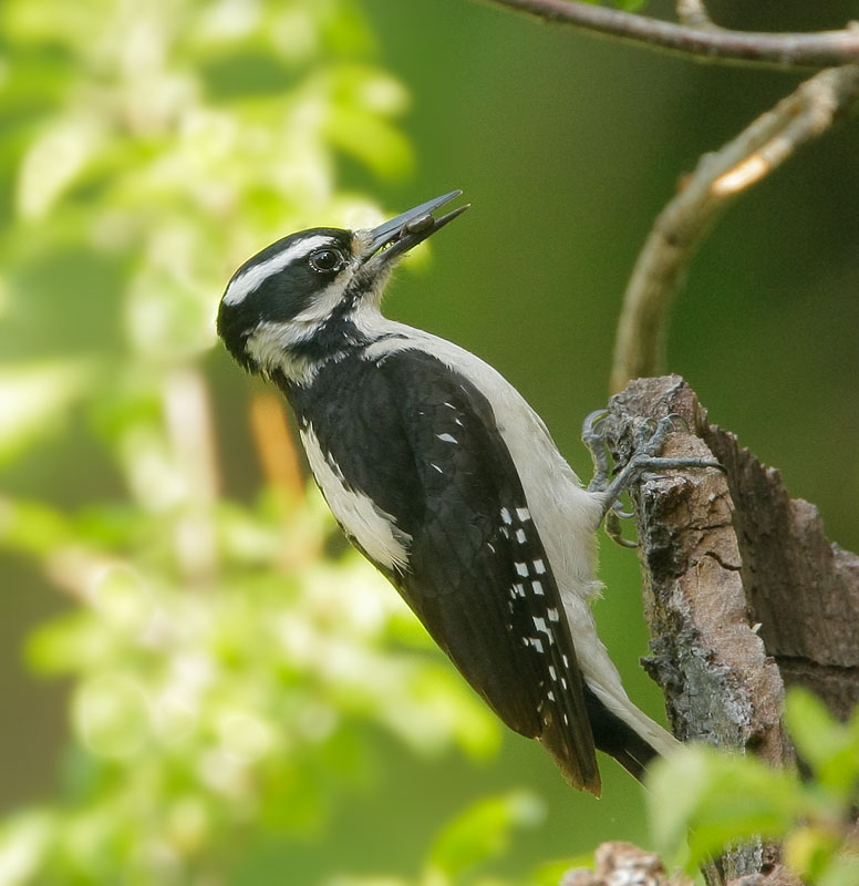 Hairy Woodpecker