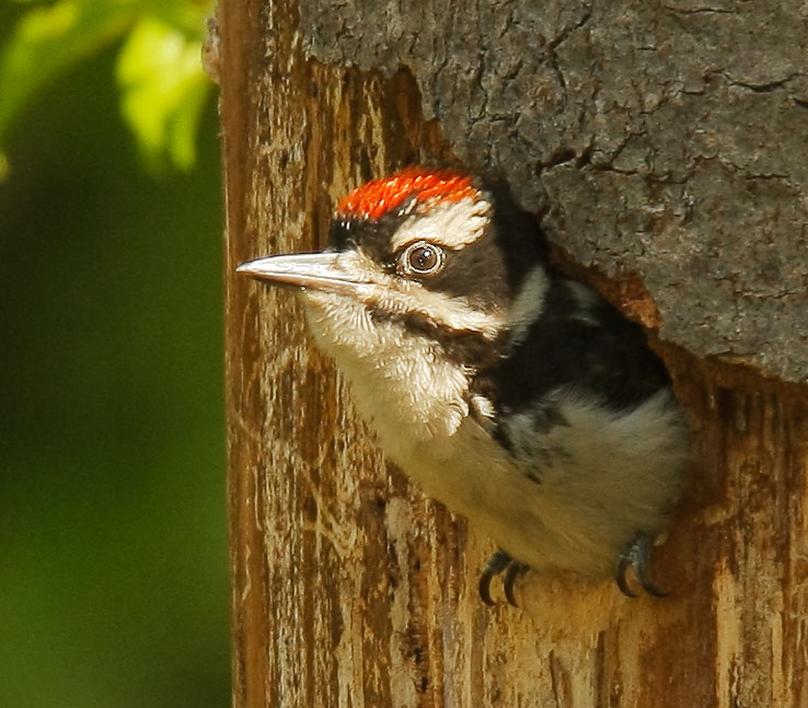 Hairy Woodpecker