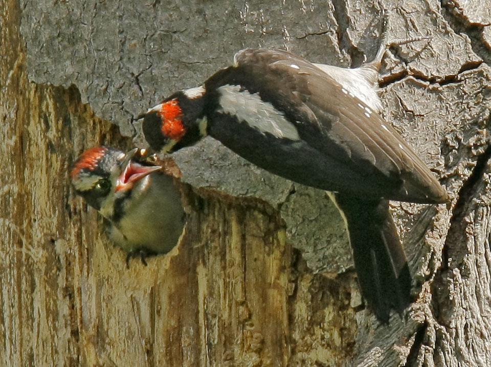 Hairy Woodpecker