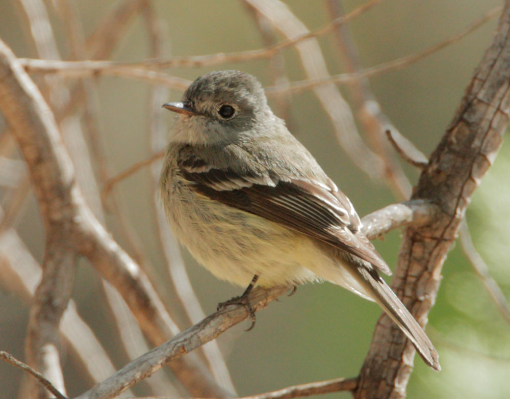 Hammond's Flycatcher