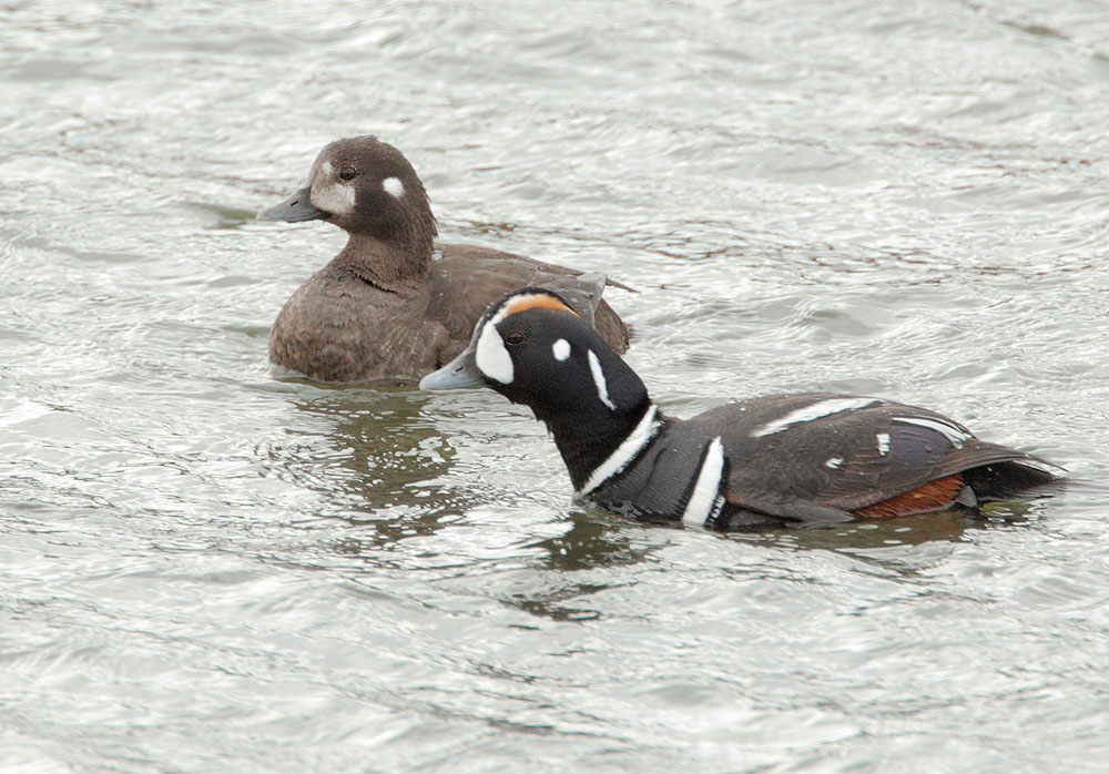 Harlequin Ducks