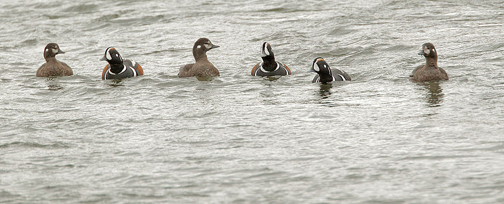 Harlequin Ducks