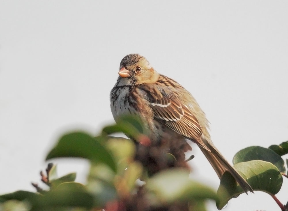 Harris's Sparrow