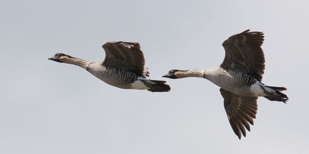 Hawaiian Goose (Nene)