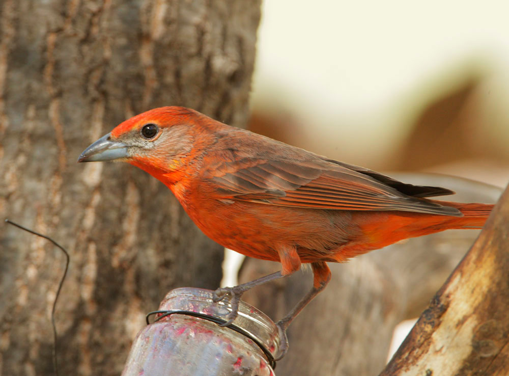 Hepatic Tanager