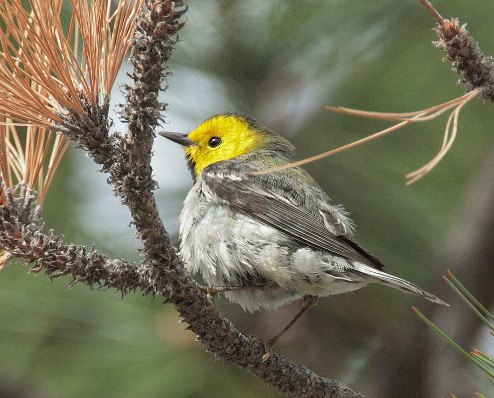 Hermit Warbler