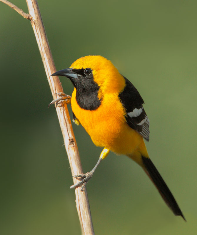 Hooded Oriole