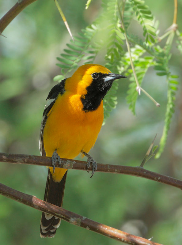 Hooded Oriole