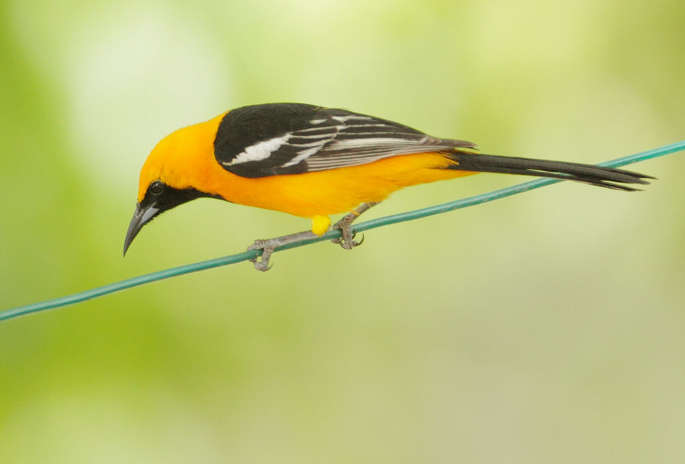 Hooded Oriole