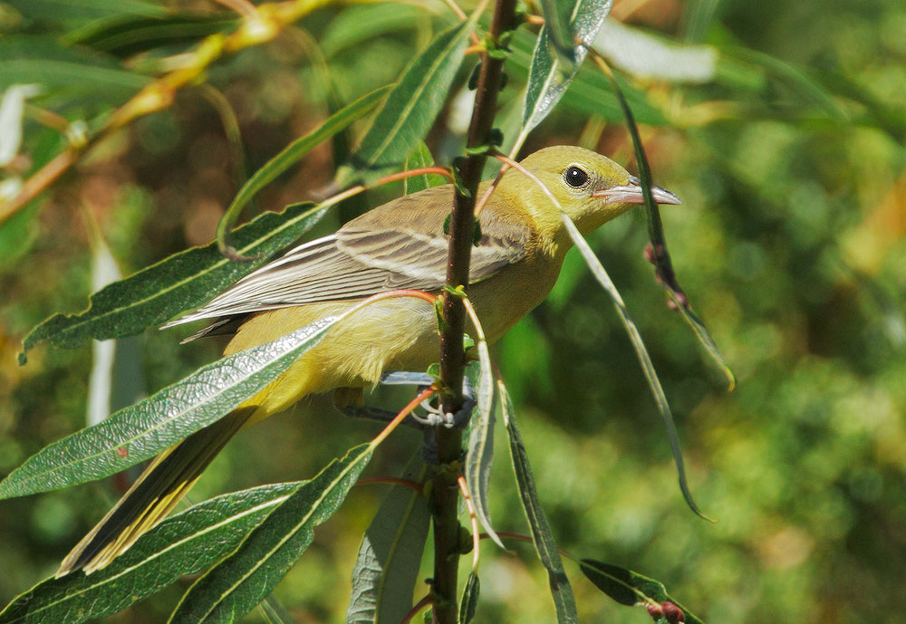 Hooded Oriole