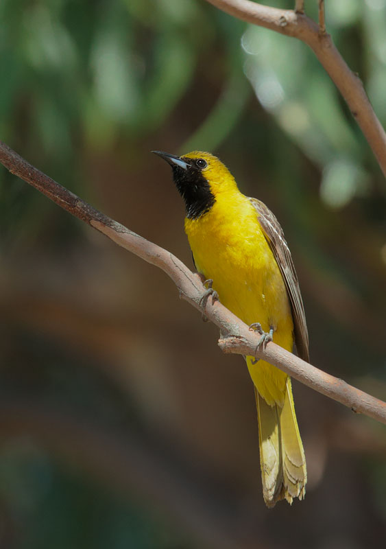 Hooded Oriole