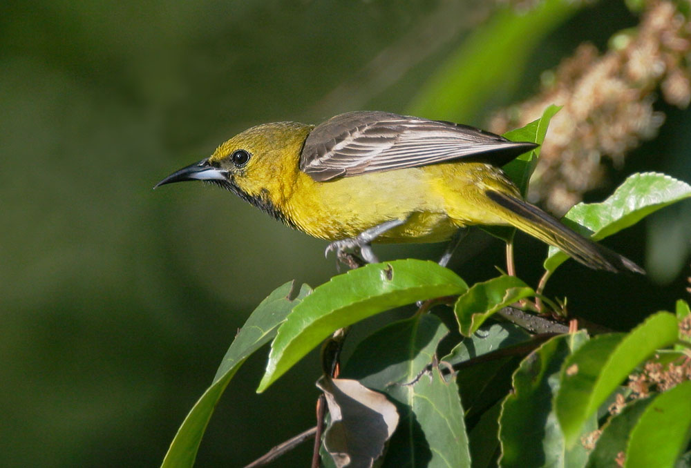 Hooded Oriole