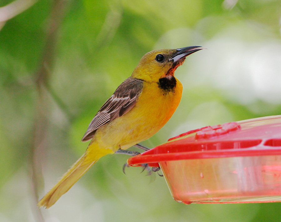 Hooded Oriole