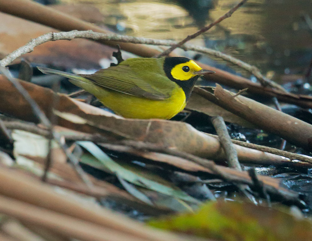 Hooded Warbler