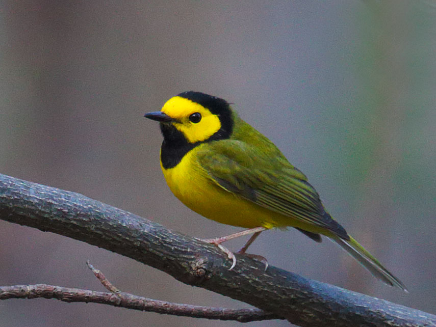 Hooded Warbler