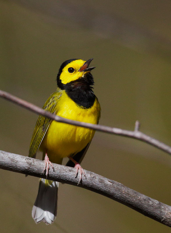 Hooded Warbler