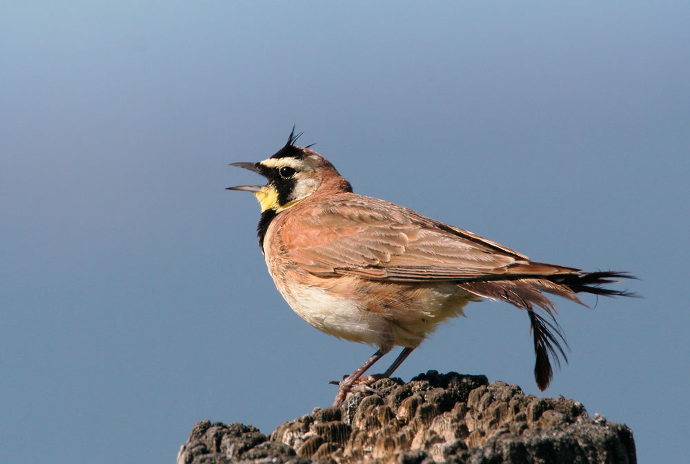 Horned Lark, singing male,&nbsp; 6/20/05, Marble Hot Springs Road, Sierra Valley, Plumas Co