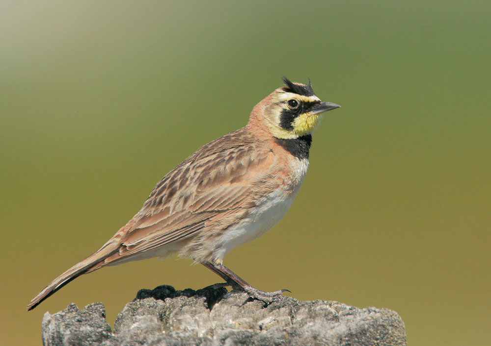 Horned Lark, 6/24/06, Marble Hot Springs Road, Sierra Valley, Plumas Co