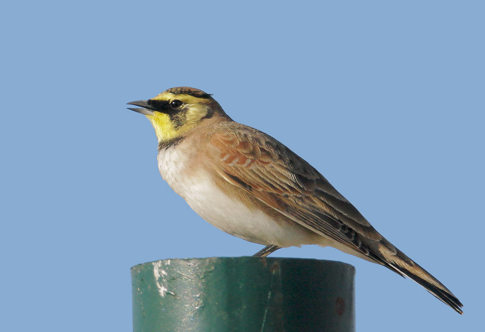 Horned Lark, female, 10/28/07,&nbsp; Sierra Road