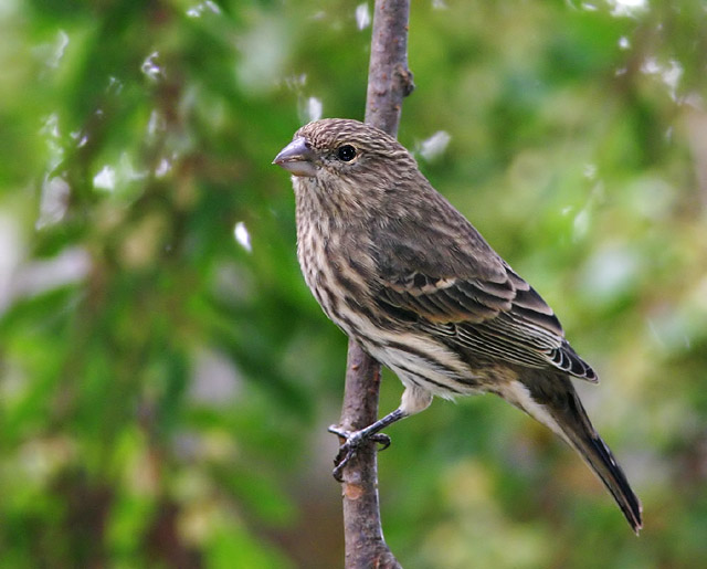 House Finch, juvenile, 9/28/04, my back yard, Stanford campus