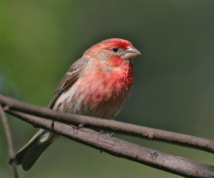 House Finch, male, 4/8/06, my back yard, Stanford campus