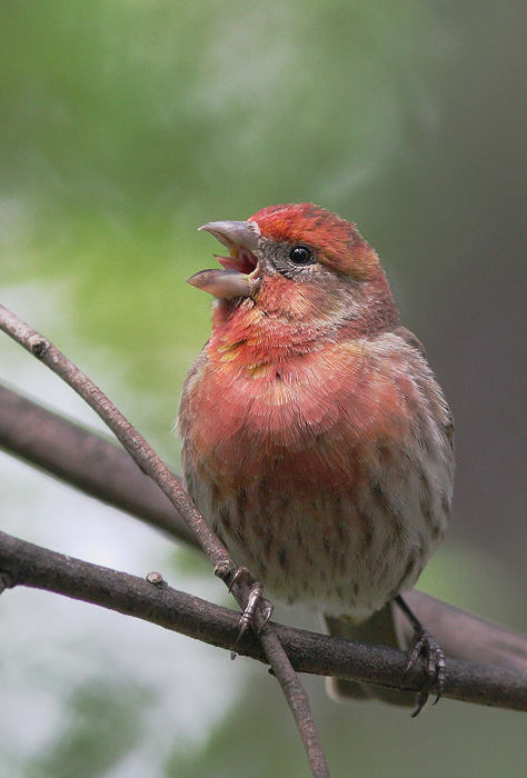 House Finch, singing male, 4/21/06, my back yard, Stanford campus