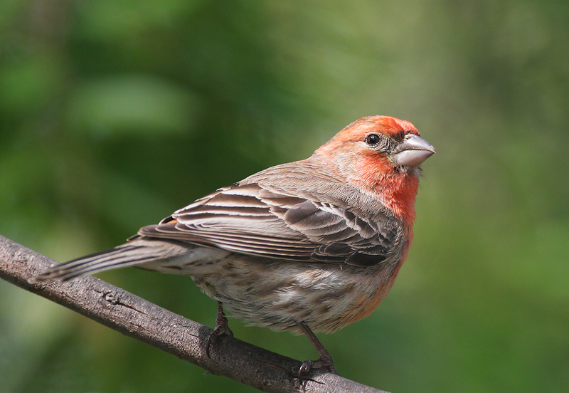 House Finch, male, 4/29/06, my back yard, Stanford campus