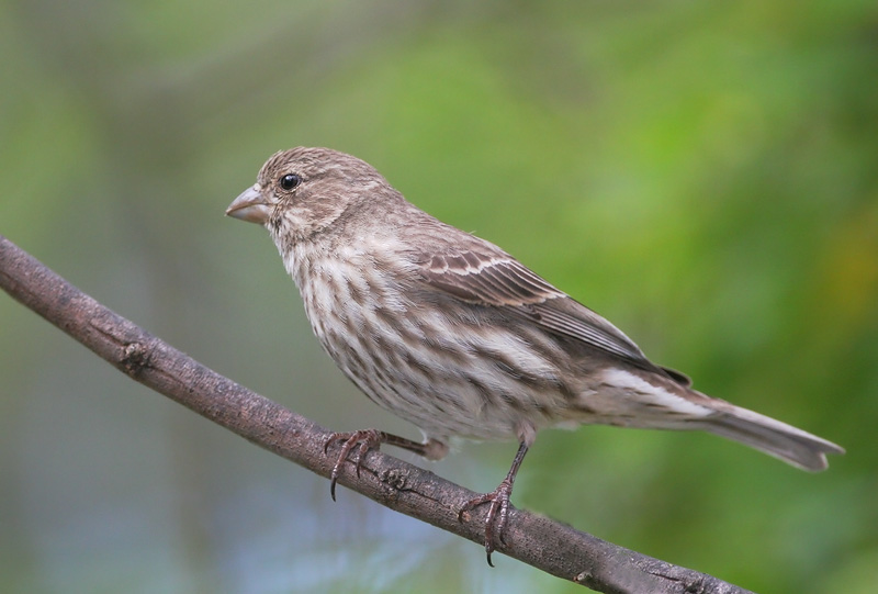 House Finch, female, 4/29/06, my back yard, Stanford campus