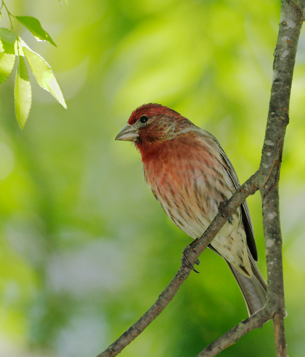 House Finch, male, 4/24/07, my back yard, Stanford campus