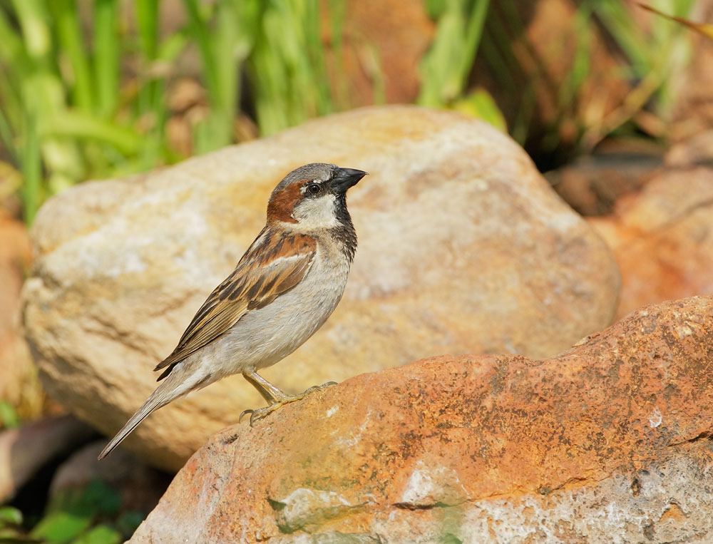 House Sparrow, male, 8/3/08, Pond at Elephant Head, Chino Canyon, AZ