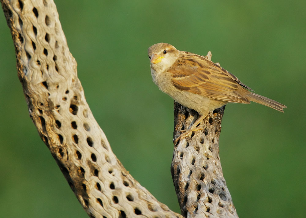 House Sparrow, female, 8/3/08, Pond at Elephant Head, Chino Canyon, AZ