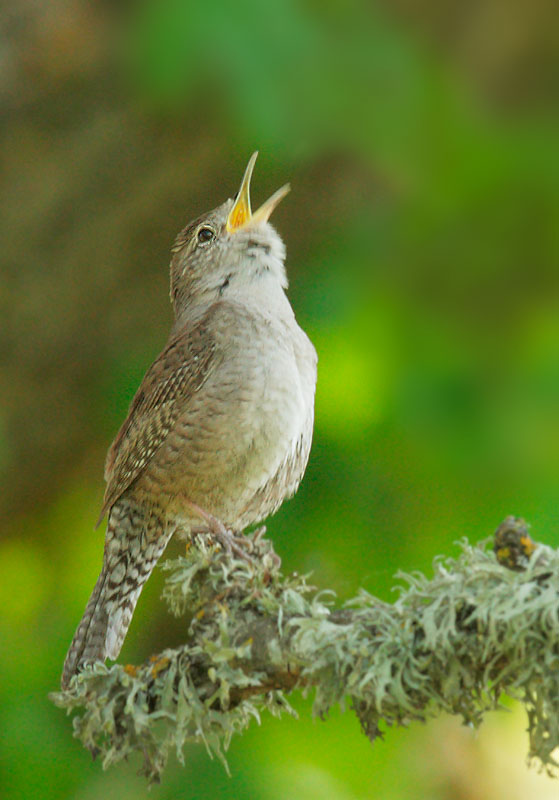House Wren