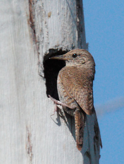 House Wren, feeding nestling, 7/30/09, Upper Red Rock Lake Campground, Centennial Valley, MT