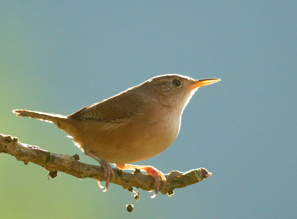 House Wren