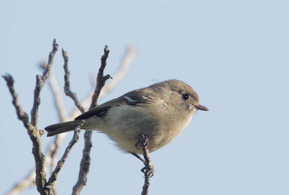 Hutton's Vireo