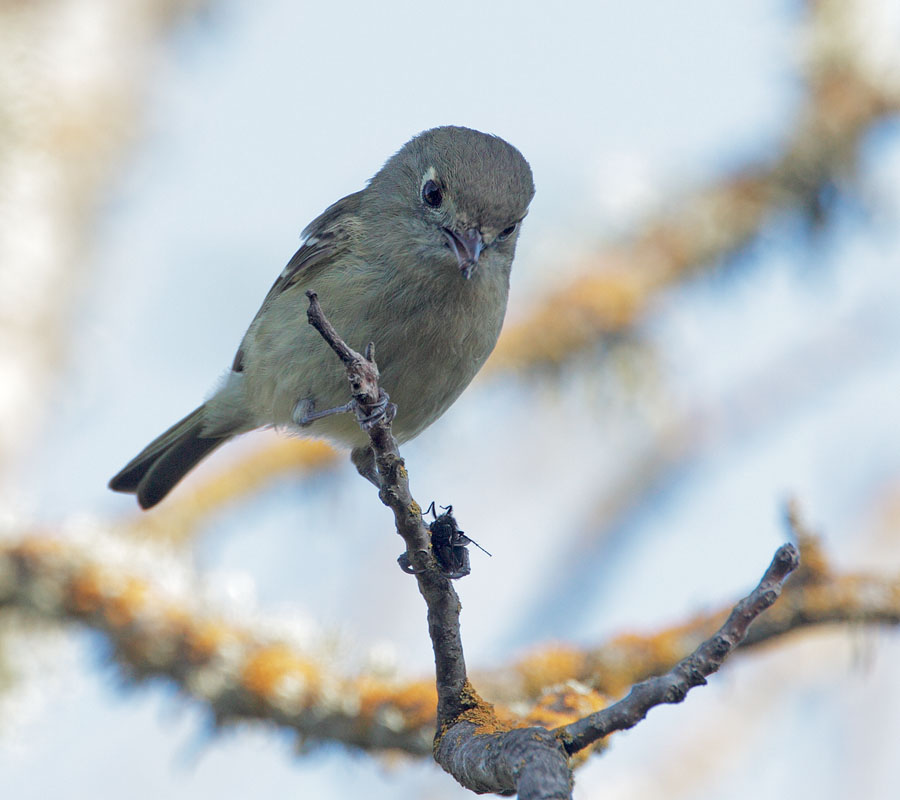 Hutton's Vireo