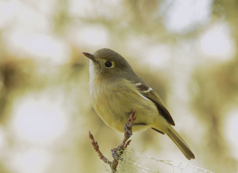 Hutton's Vireo