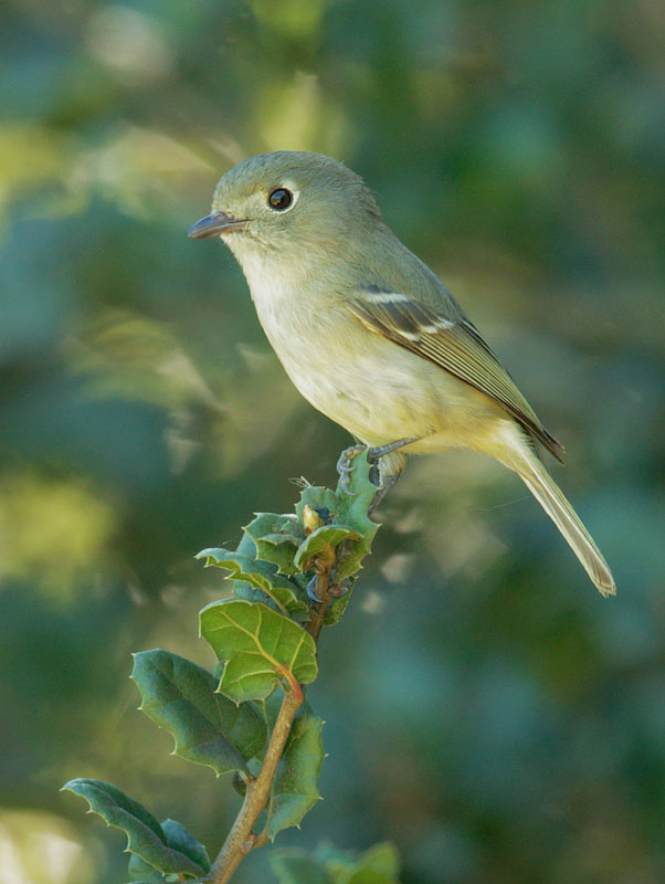 Hutton's Vireo