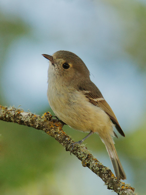 Hutton's Vireo