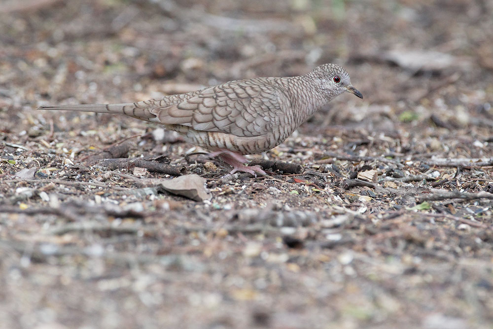 Inca Dove