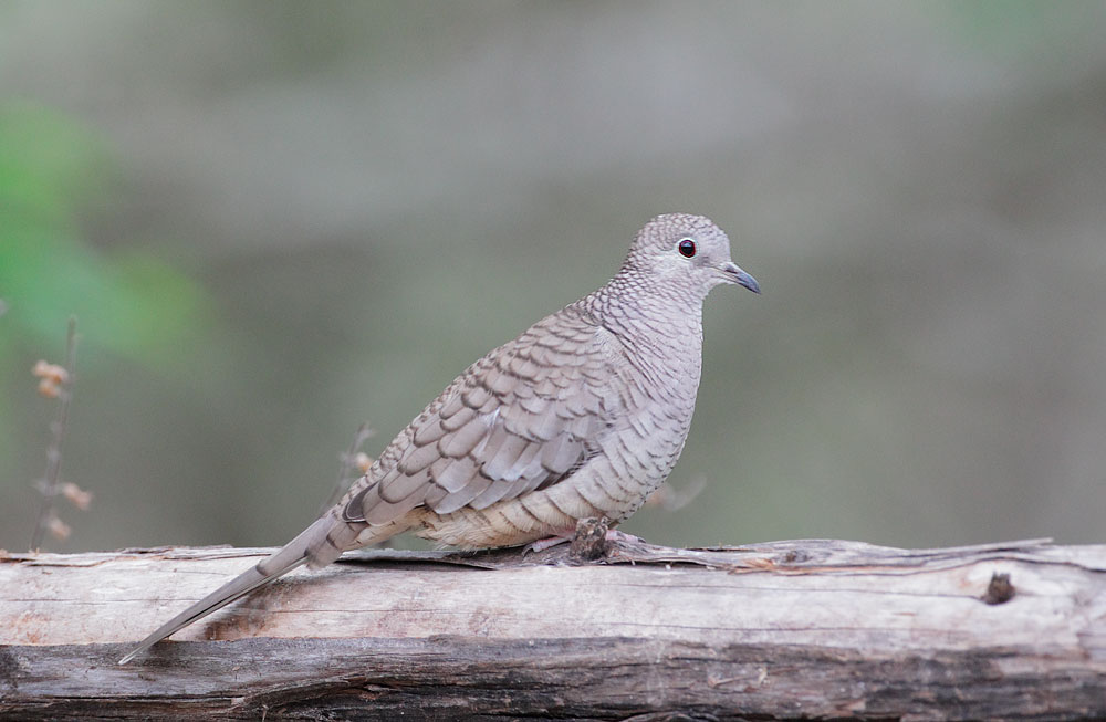 Inca Dove