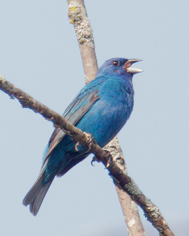 Indigo Bunting