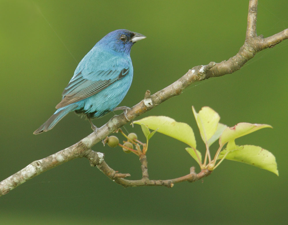 Indigo Bunting