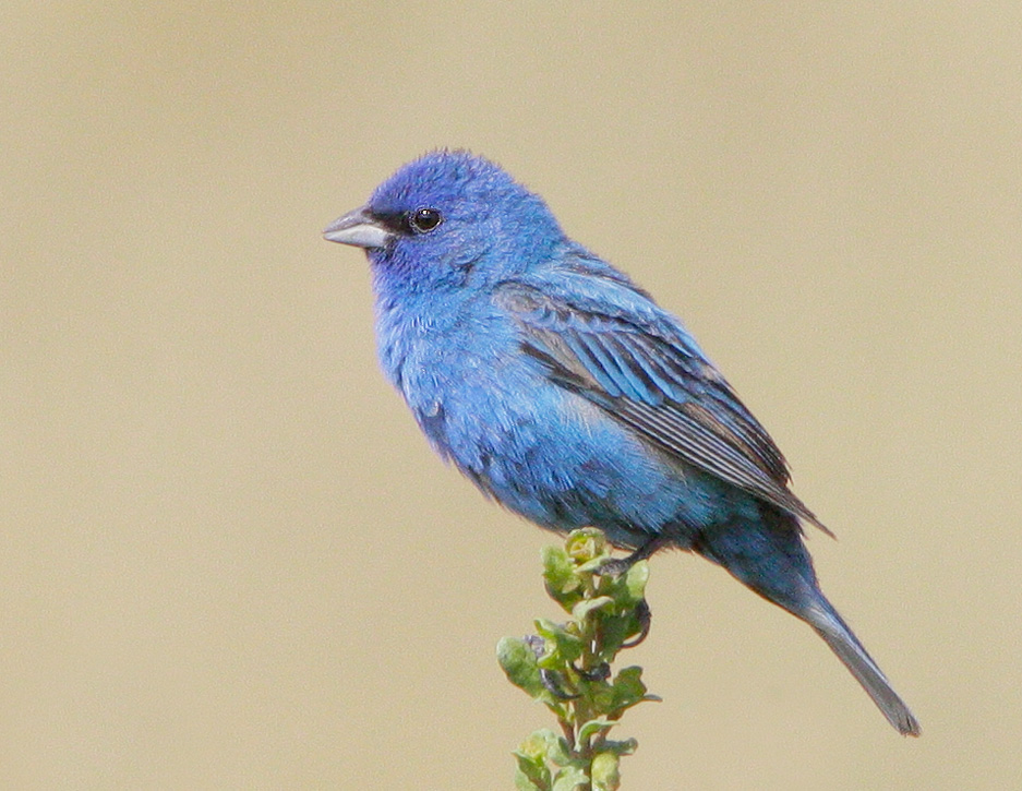 Indigo Bunting