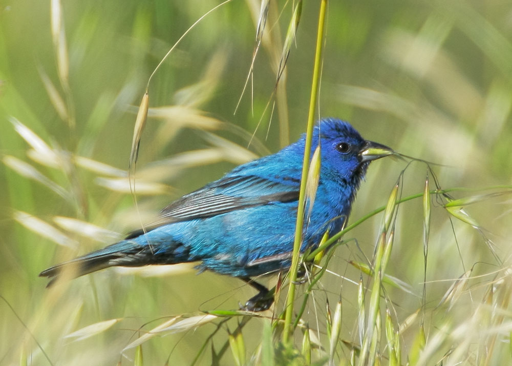 Indigo Bunting