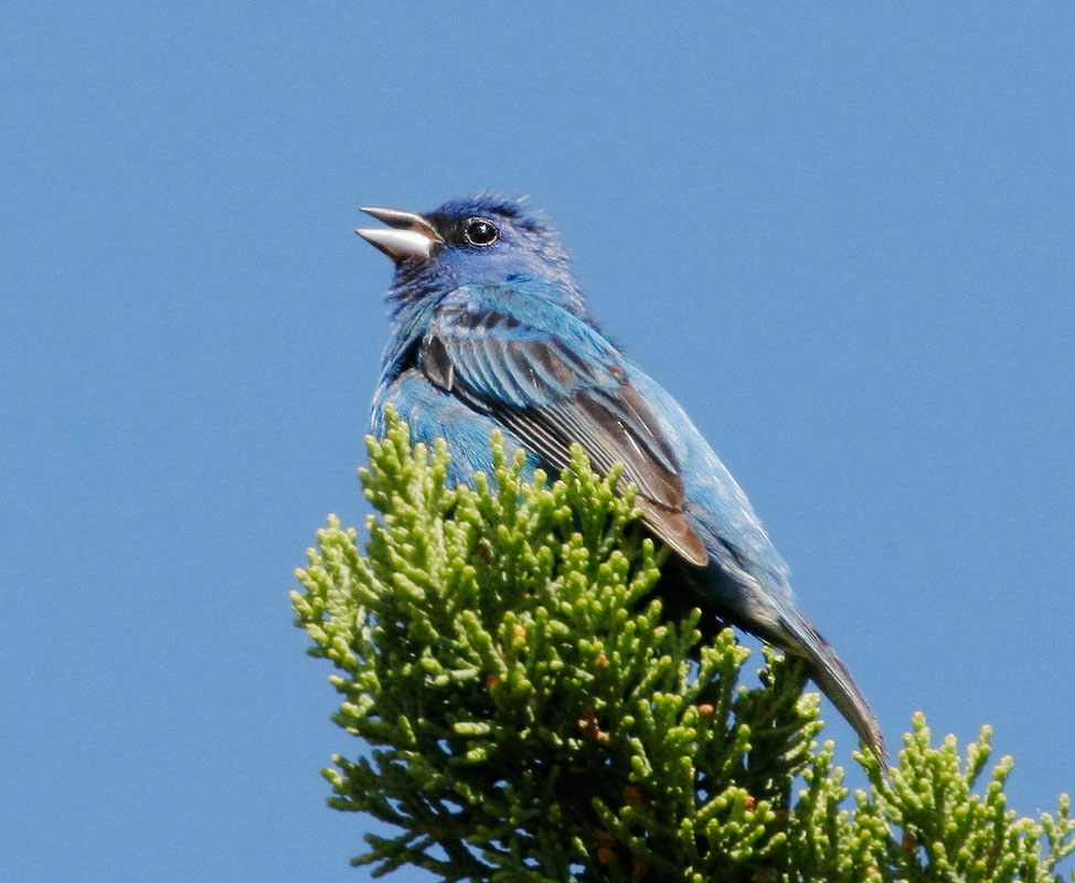 Indigo Bunting