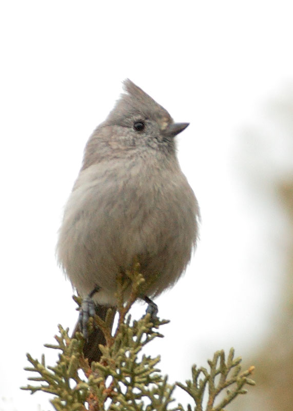 Juniper Titmouse, 3/13/11, Red Rock Road at US 395, Lassen Co.