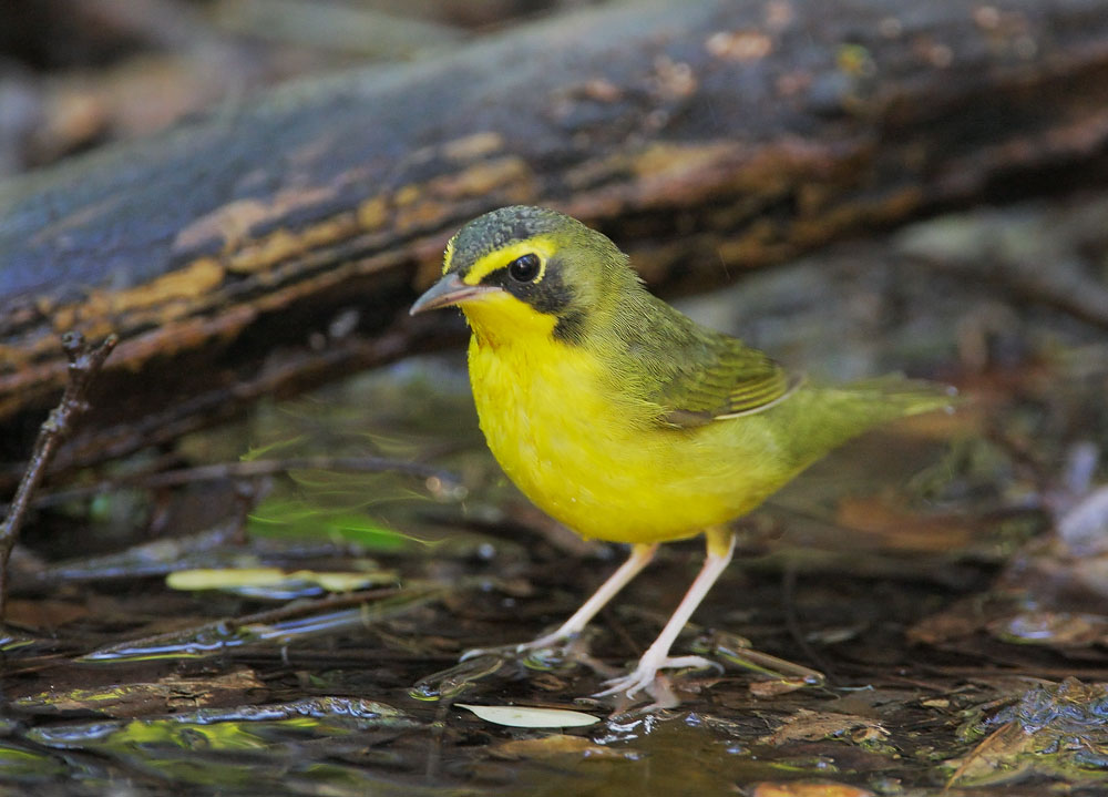 Kentucky Warbler