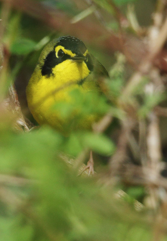 Kentucky Warbler