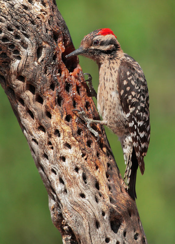 Ladder-backed Woodpecker